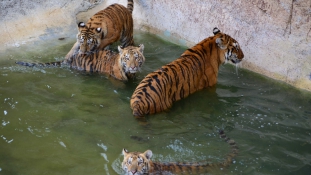 Halálra marta gondozónőjét egy tigris az állatkerti ketrecben Spanyolországban