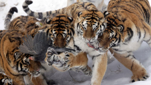 Kiszálltak a kocsiból – tigris ölt meg egy kiváncsi látogatót a szafariparkban Kínában
