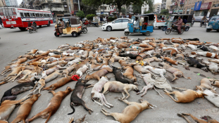 Hétszáz kutyát mérgeztek meg egyszerre Pakisztánban