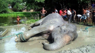 Hetekig sodródott a vízben a szerencsétlen elefánt