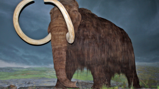 Mérföldkő a mamutklónozásban