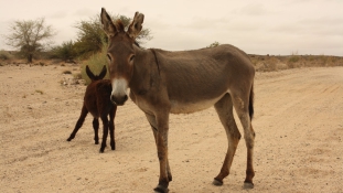 Szamárhiány van a kínaiak miatt Burkina Fasóban