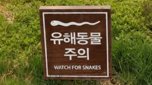 Mérgeskígyók a koreai határon