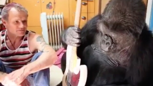 A beszélő gorilla, aki basszusgitáron is játszik – videó