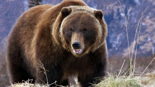 A kukák mellől lőttek ki kilenc medvét Brit-Kolumbiában