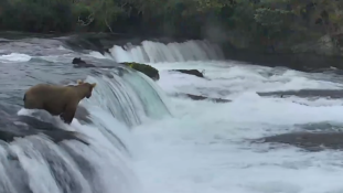 Medvemama menti három engedetlen bocsát a vízesésben – videó