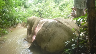 Már nemcsak a csontjukért gyilkolják az elefántokat Burmában