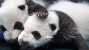 Megnyugodhatunk: a panda már nem veszélyeztetett állat