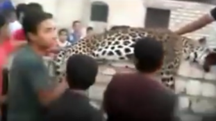 Elszabadult leopárd ölt meg egy 9 éves kislányt, de az öccsét nem bántotta – videó