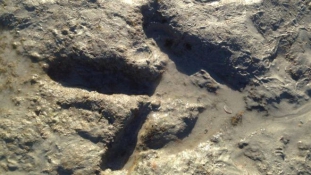 Dínó-lábnyomot találtak egy ausztrál strandon
