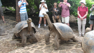 Diego, a szexőrült teknős újranépesíti a Galápagos-szigeteket