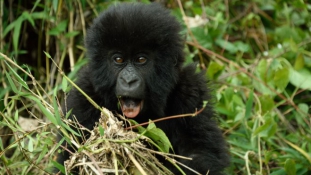 Csoportos névadó gorillabébiknek  – beszámoló Ruandából