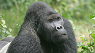 Kihal a legnagyobb majom – végveszélyben a keleti gorilla