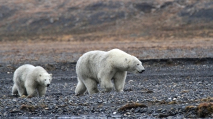 Északi rémálom: jegesmedvék fogságában a tudósok