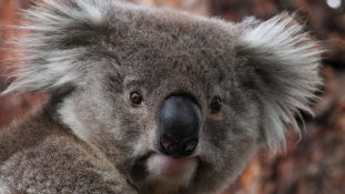 Koala lopta el a show-t a focistáktól