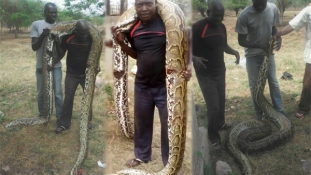 Óriáskígyó támadt az elnök farmjára