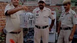 Postagalambot vettek őrizetbe Indiában
