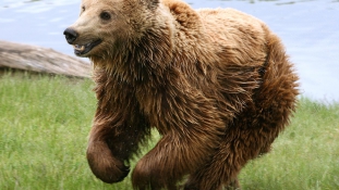 Megzavarta a nászt – dühös medve támadt egy futóra