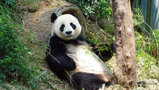 Meghalt a világ legidősebb pandája