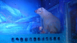 Rettenet – Kínában plázában mutogatják a jegesmedvét