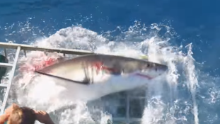 Majdnem elkapta a cápa a búvárt – videó