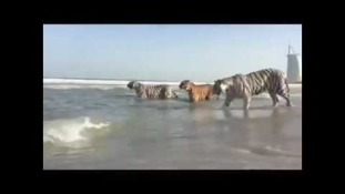 Hihetetlen videó – öt tigris hancúrozott a dubaji strandon