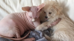 Botox és Lulu – egy kutya-macska barátság képei