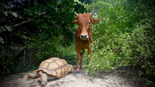 Elválaszthatatlanok – a teknős és a sérült borjú barátsága