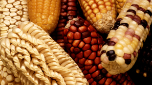 Bejöhet-e genetikailag módosított élelmiszer Kanadából a most aláírt szabadkereskedelmi szerződés következtében?