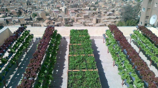 Az egyiptomiak megmutatják – így csinálj kertet a tetőn