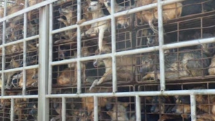 Bezárják Dél-Korea legnagyobb kutyahúspiacát