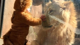 Csütörtöki szívmelengető: meglepődött az oroszlán a sörényes kisfiú láttán
