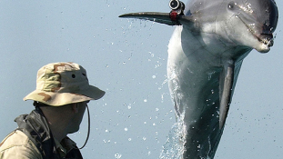 Új küldetést kaptak az amerikai haditengerészetnél szolgáló delfinek