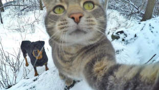 Manny, a szelfiző macska világsztár lett – videó