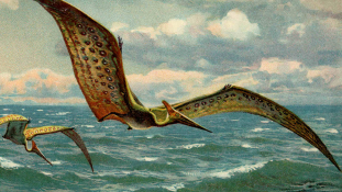 Dinófaló pteroszaurusz csontvázára bukkantak Erdélyben