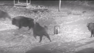 Farkasok támadtak egy bölénycsordára – hiába (videó)