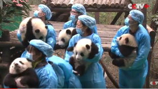 Holdújév-köszöntés pandamódra – videó