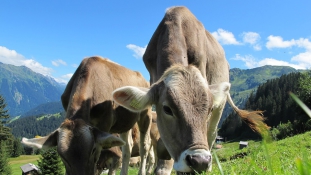 A tehenekért akciózott, ezért nem kapott állampolgárságot az állatvédő nő Svájcban
