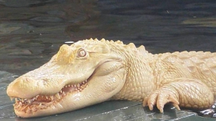 Fehér aligátor? Ilyet is csak Floridában láthat!