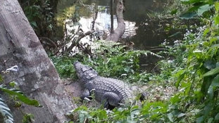 Szelfi krokodilussal – a vigyázatlan nőt kórházban ápolják