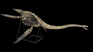 Nessie csontváza megvásárolható egy párizsi aukción – vagy majdnem az övé
