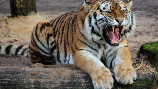 Halálra mart egy tigris egy vigyázatlan férfit az állatkertben – videó