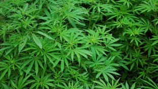Hatalmas marihuána-dzsungelt találtak egy angliai atombunkerben