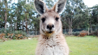 Őrület: az ausztrál kormány kenguruk, vombatok és koalák háziasítására sarkallja a lakosságot