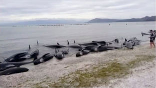 Harcban az idővel – a nagy delfinmentő akció (videó)