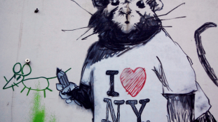 Gyilkoltak a patkányok New Yorkban