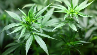 A német parlament „drogdílereket” keres az orvosi marihuána terjesztésére