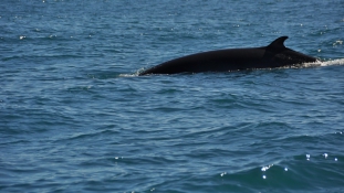 Vemhes bálnákra vadásznak a norvég vizeken – az állatvédők őrjöngenek
