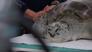 900 pénzérmét operáltak ki egy teknősből Thaiföldön