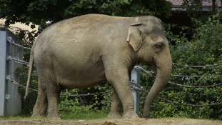 Ormányával ölte meg gondozóját az elefánt